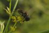 226486 – Photo : clovis – France (59)